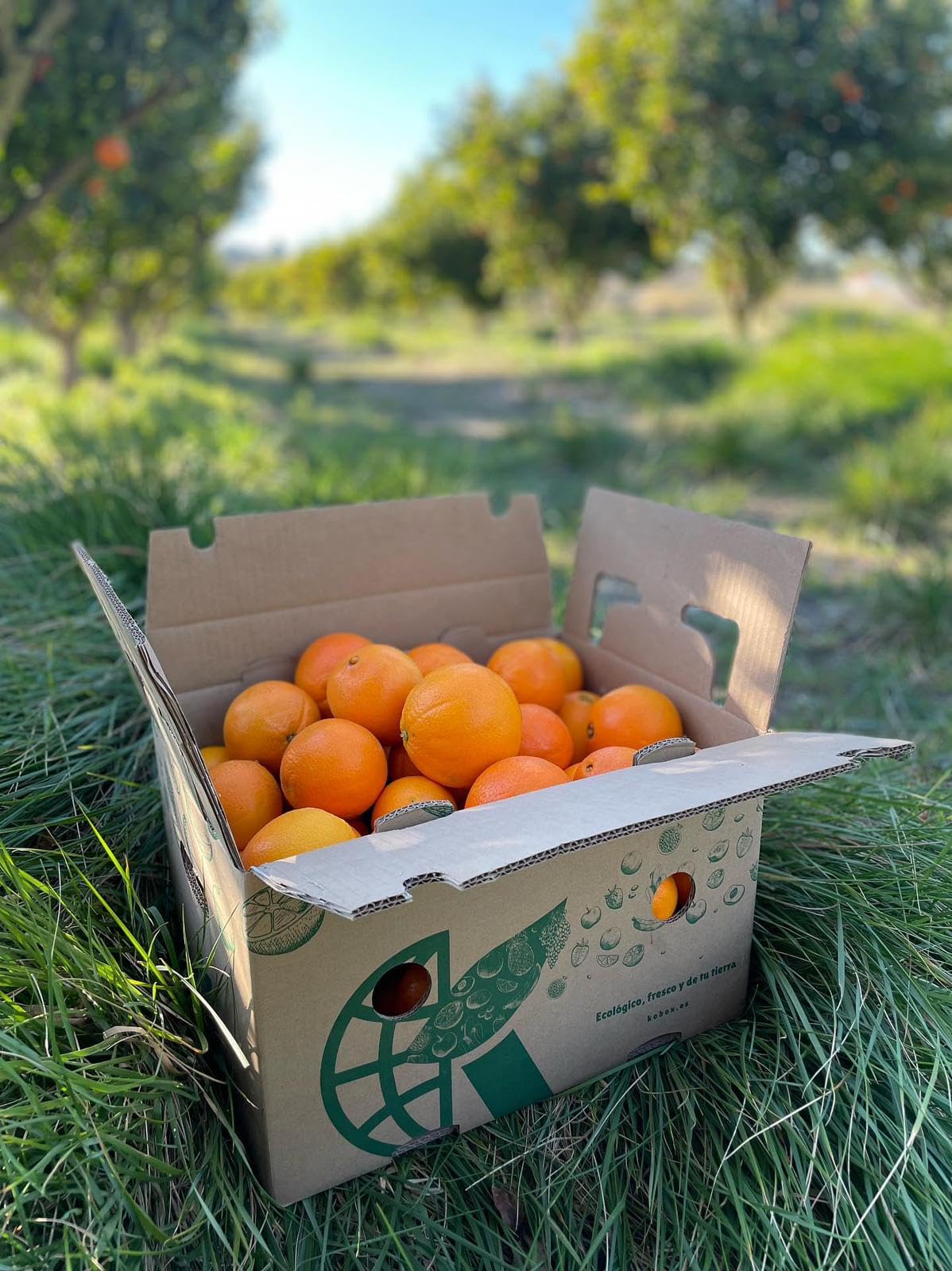 NARANJAS PREMIUM VARIEDAD VALENCIA LATE DE LA HUERTA VALENCIANA CAJA KOBOX DE 10 KGS RECIEN RECOGIDAS DEL CAMPO A LA MESA EN 14 HORAS