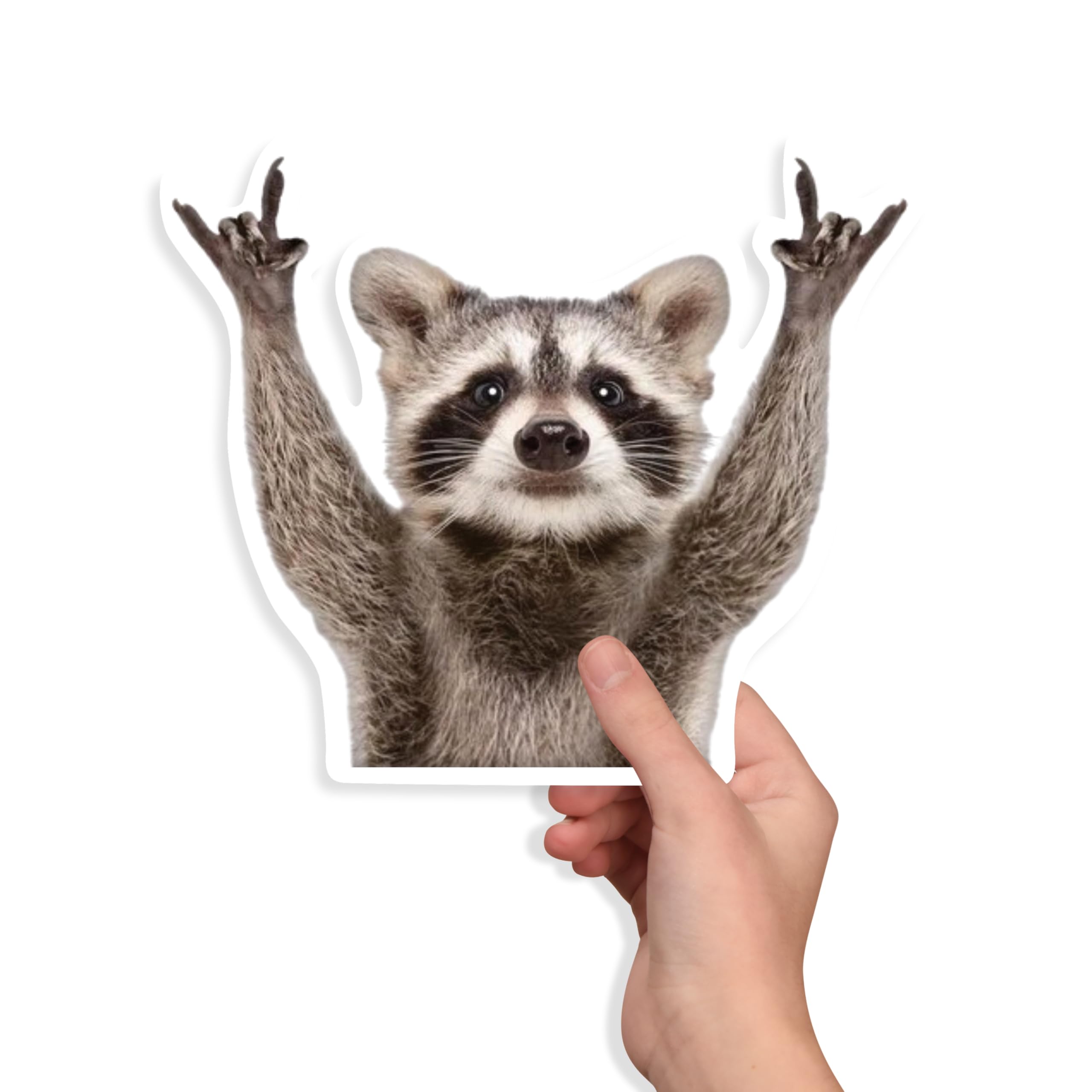 Funny Rocking Raccoon Sticker Cute Raccoon Meme Durable Decal 5.5 Inch Perfect for Decorating Notebooks, Cars Laptops, Water Bottles, Bumper and