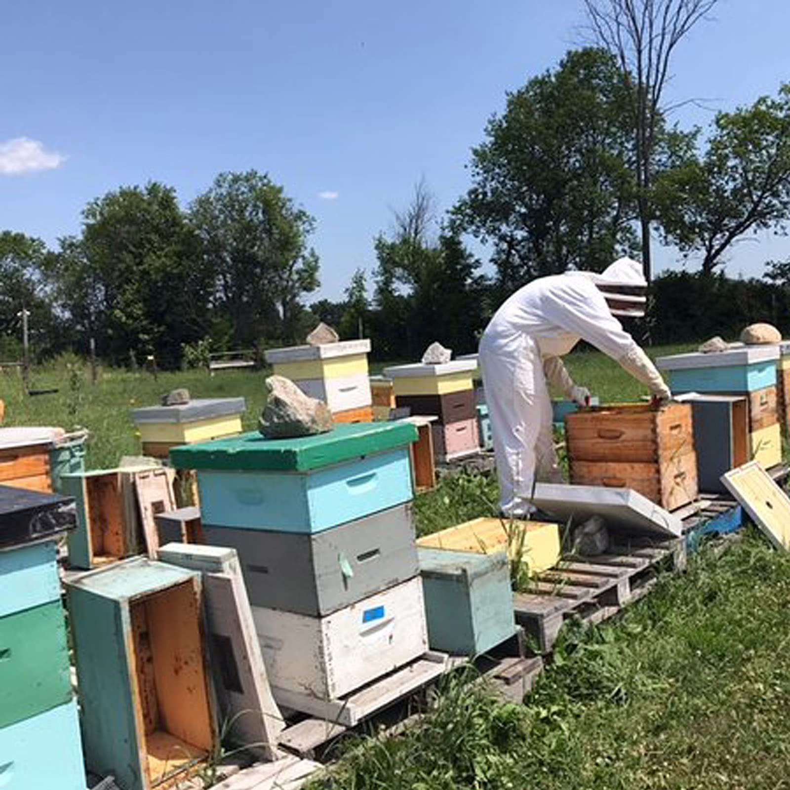 Tuta da apicoltura, giacca da apicoltura, da donna, colore bianco, per apicoltori professionali e principianti (L)