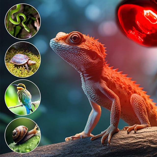 Foto 6 de 7 de UQTUKO Bombillas de Calefacción para Reptiles