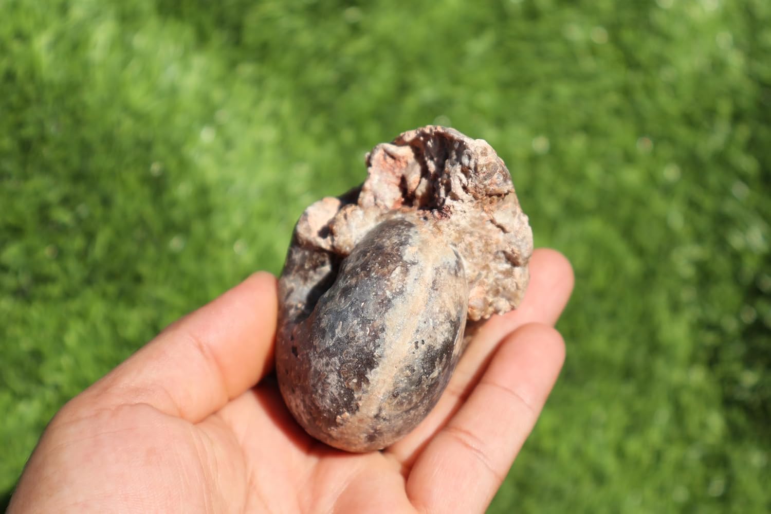 Ammonite Fagesia Ammonite Fossil Rare Ammonite Fossil Natural Fossil from Morocco A47