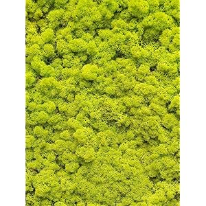 Plantenwinkel Rendiermos Lentegroen bulk 0,45 m2 gepreserveerd mos