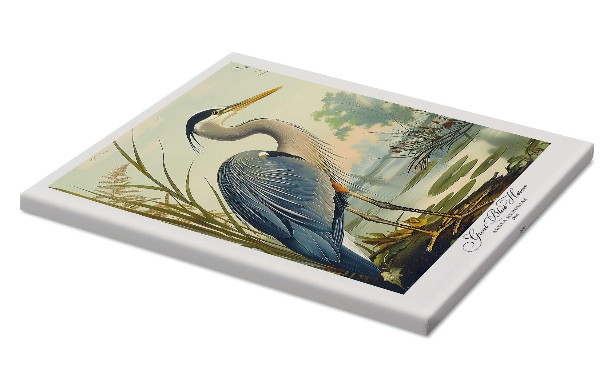 Great Blue Heron after Audubon Obraz na płótnie