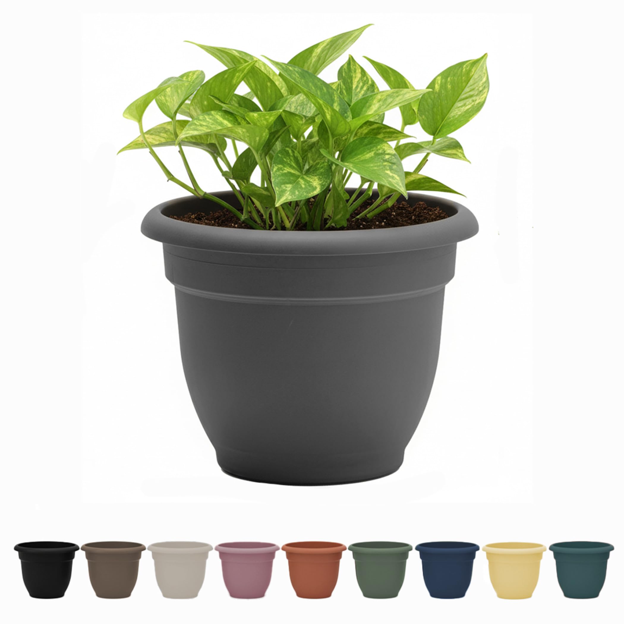 aglaonema blanca Aglaonema Super White  Plant Vault