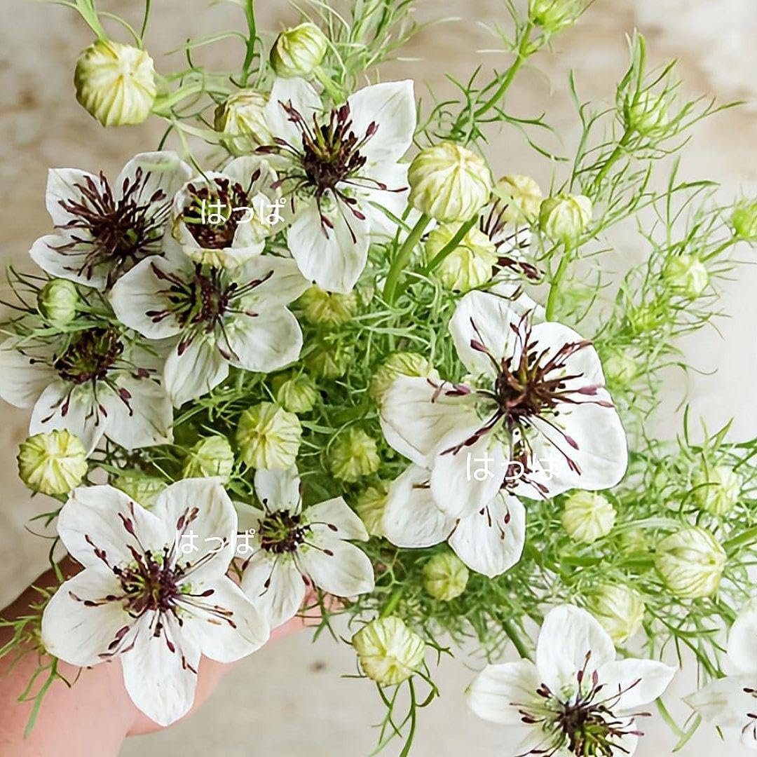 Amazon.co.jp: nige92 花の種 ニゲラアフリカンブライド 30粒 : DIY