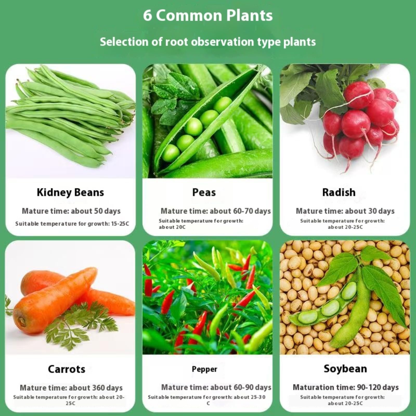 LOJAX Caja de observación de Crecimiento de Plantas Transparente, máquina de germinación de Semillas, lecho de plántulas de germinación, Bandeja de plántulas, fácil de Usar