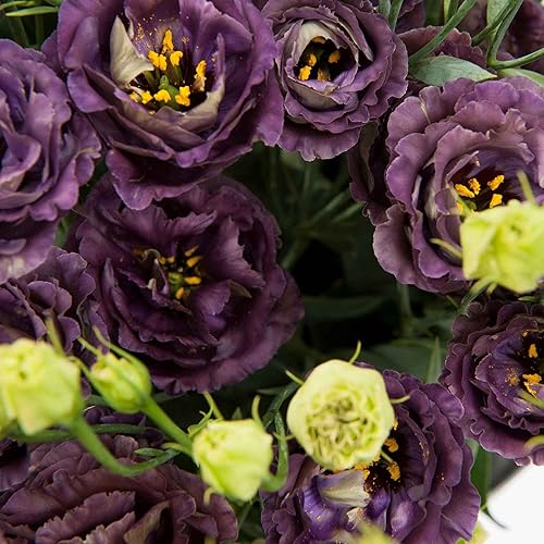 Miniatura 2 de Lisianthus Seeds - Black Pearl - Paquete - Semillas de flores moradas, grupo de semillas híbridas 1 atrae abejas, atrae mariposas, atrae colibríes,