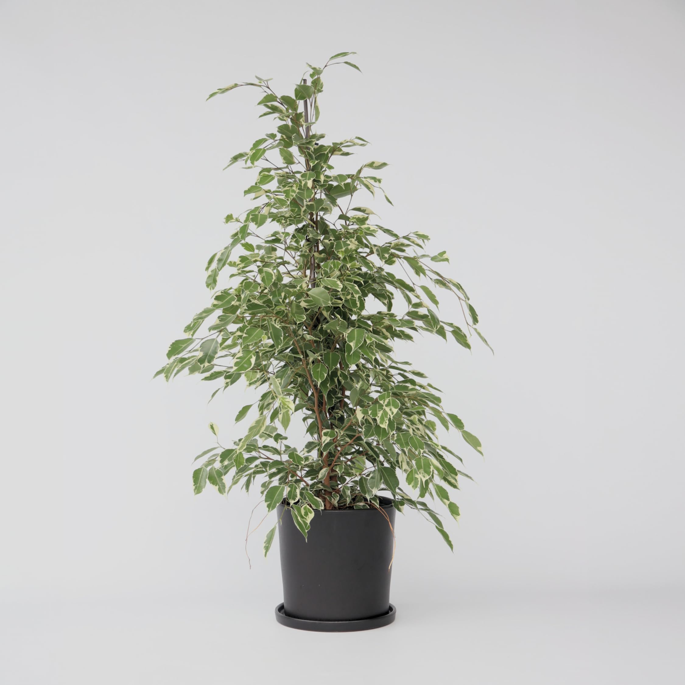 Plant in a Box - Ficus Benjamina Twilight - Vera pianta da appartamento grande - Vaso 21cm - Altezza 100-110cm