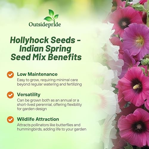 Miniatura 3 de Outsidepride Alcea Rosea Indian Springs - Semillas de Hollyhock  1000 piezas de mezcla anual de semillas de flores de Hollyhocks de reliquia