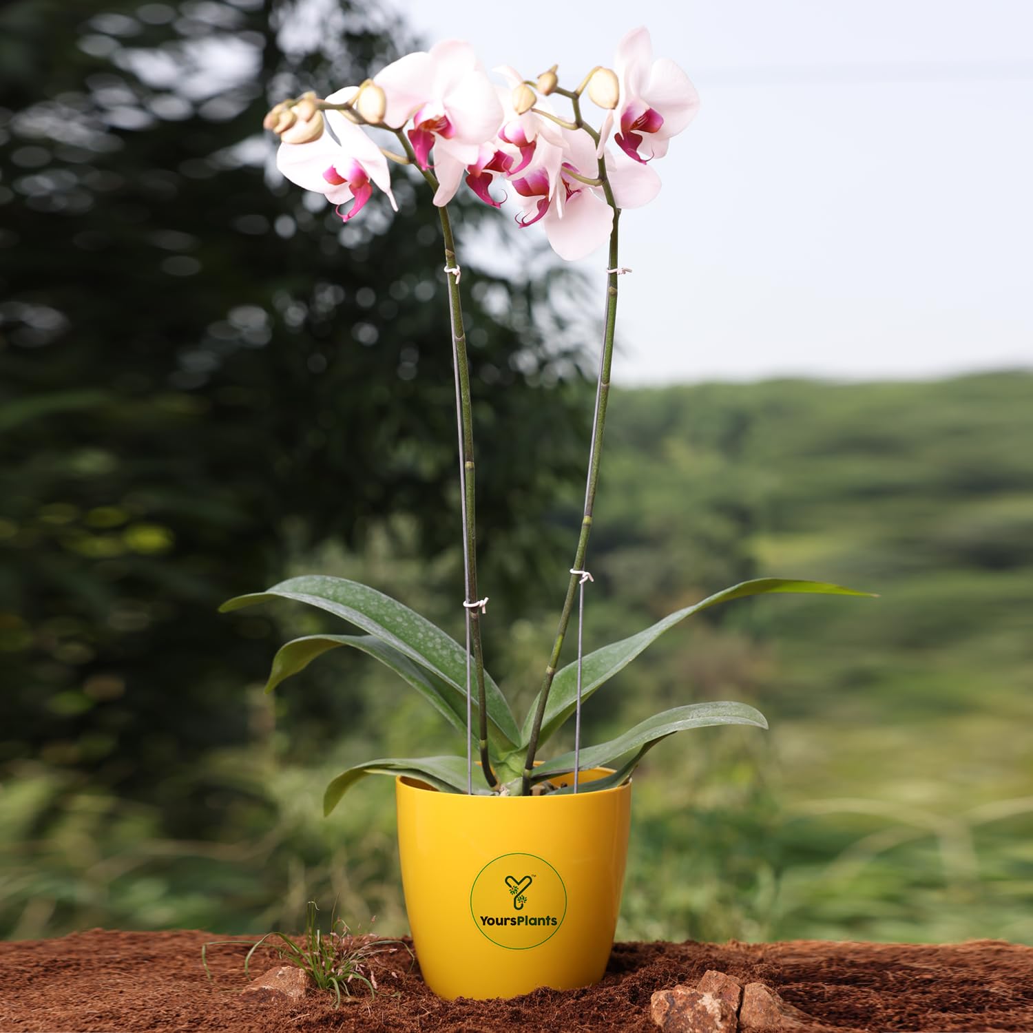 See full amazon price history chart for YoursPlants Colorful Phalaenopsis Orchids in Decorative Designer Pot - Stunning Indoor Plant (Pink & White) YoursPlants Colorful Phalaenopsis Orchids in Decorative Designer Pot - Stunning Indoor Plant (Pink & White) (B0CL58L21W) Amazon Price History, Amazon Price Tracker