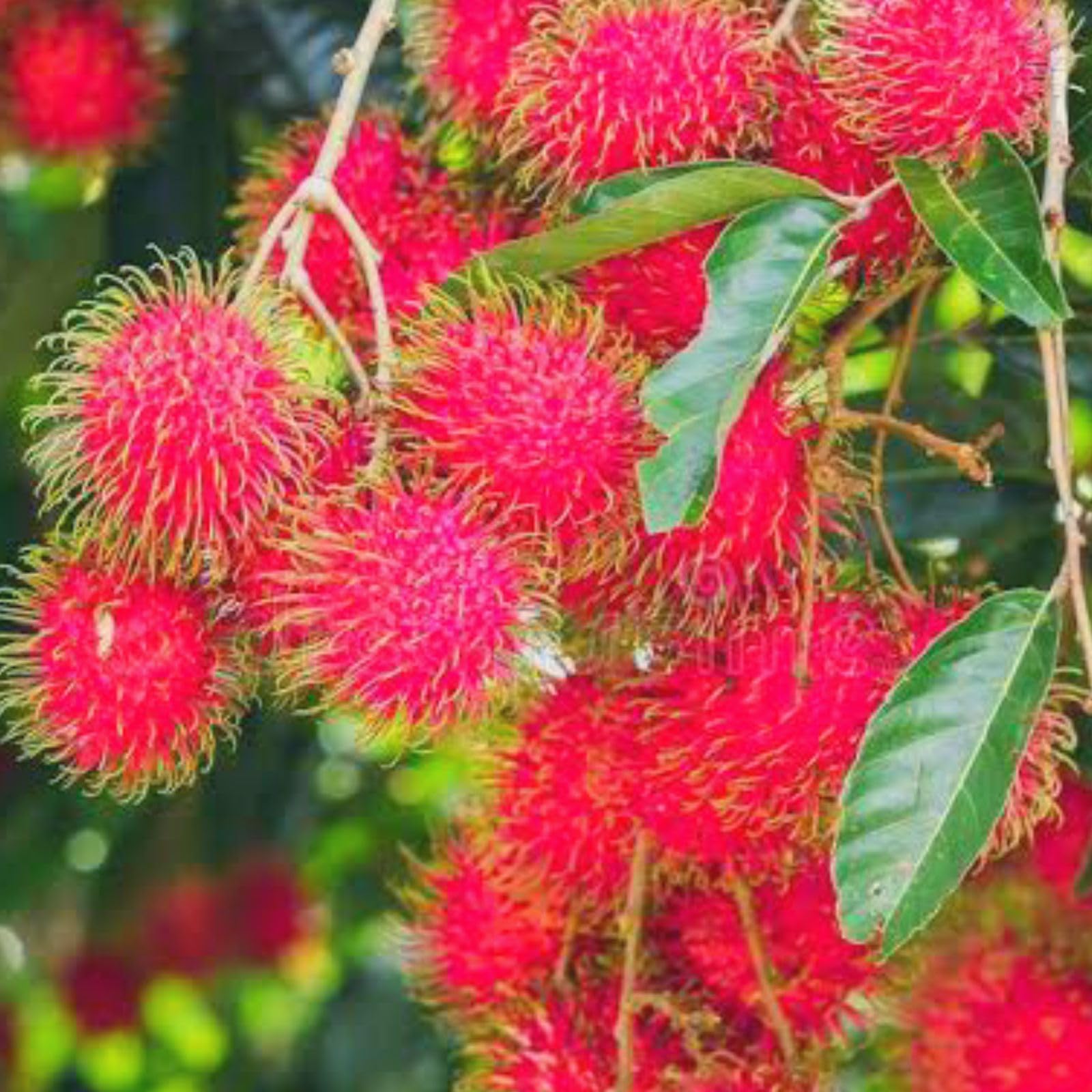 See full amazon price history chart for VENUS-ONLINE Healthy Rambutan red Live fruit plant VENUS-ONLINE Healthy Rambutan red Live fruit plant (B0C9TF9G9Q) Amazon Price History, Amazon Price Tracker