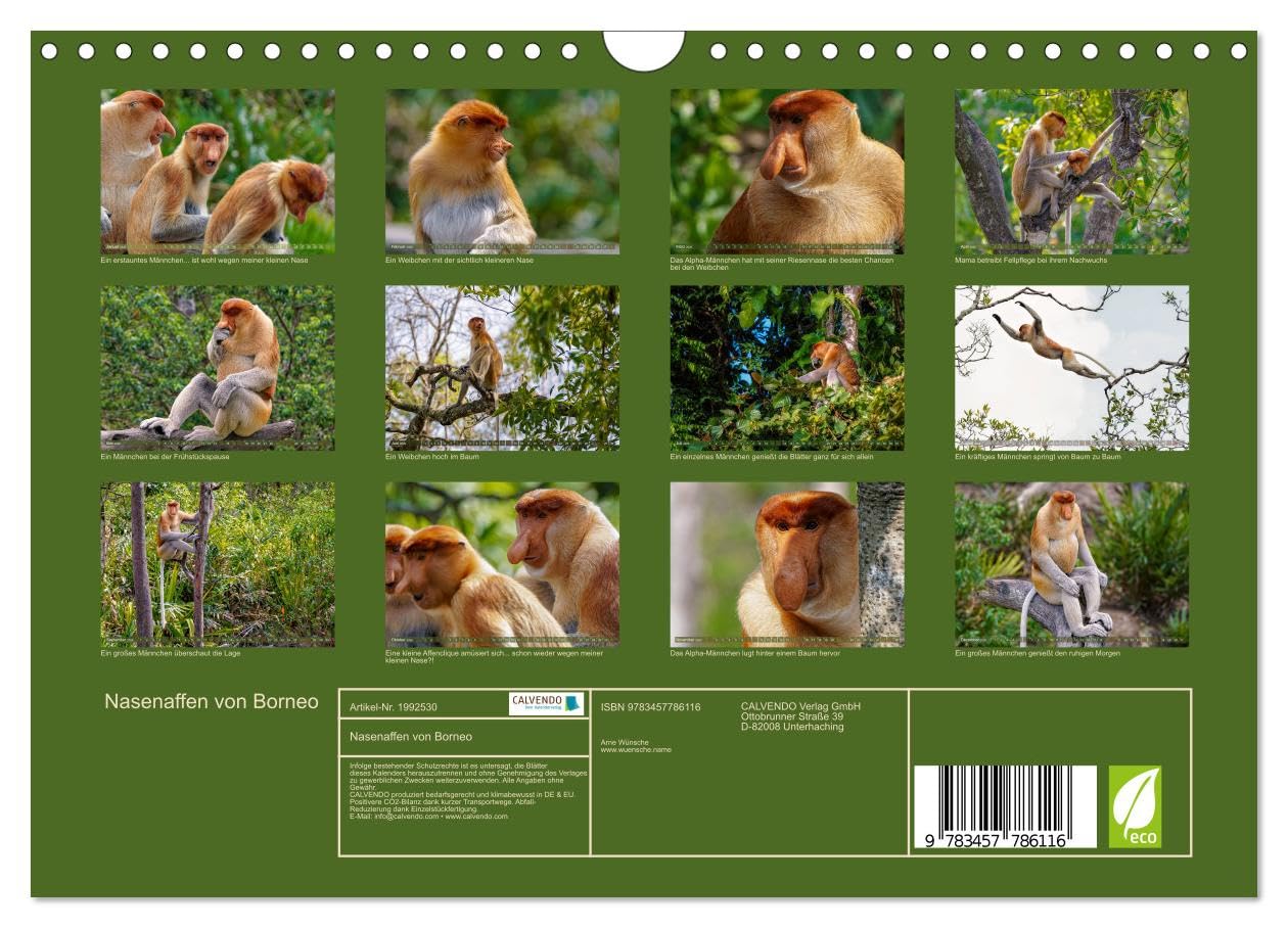 Nasenaffen von Borneo (Wandkalender 2026 DIN A4 quer), CALVENDO Monatskalender: Das aufregende Leben der Nasenaffen in Borneo (CALVENDO Tiere)