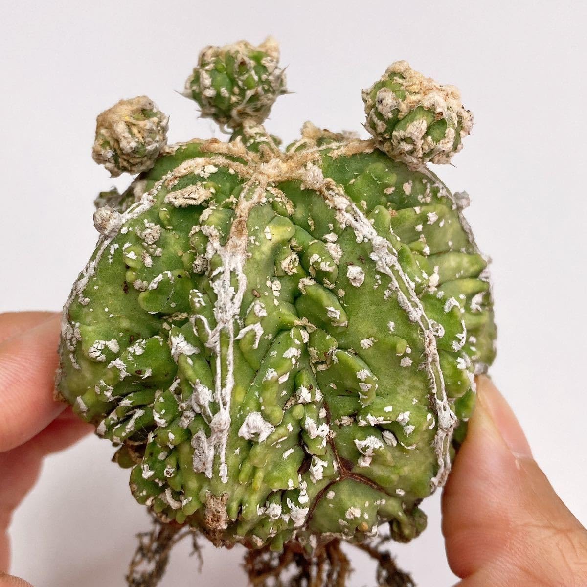Amazon.co.jp: レア多肉植物 サボテン アストロフィツム 複隆碧瑠璃