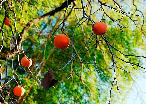 Miniatura 2 de Semillas de caqui americano para plantar al aire libre  Semillas de fruta reliquia sin OMG 30 semillas