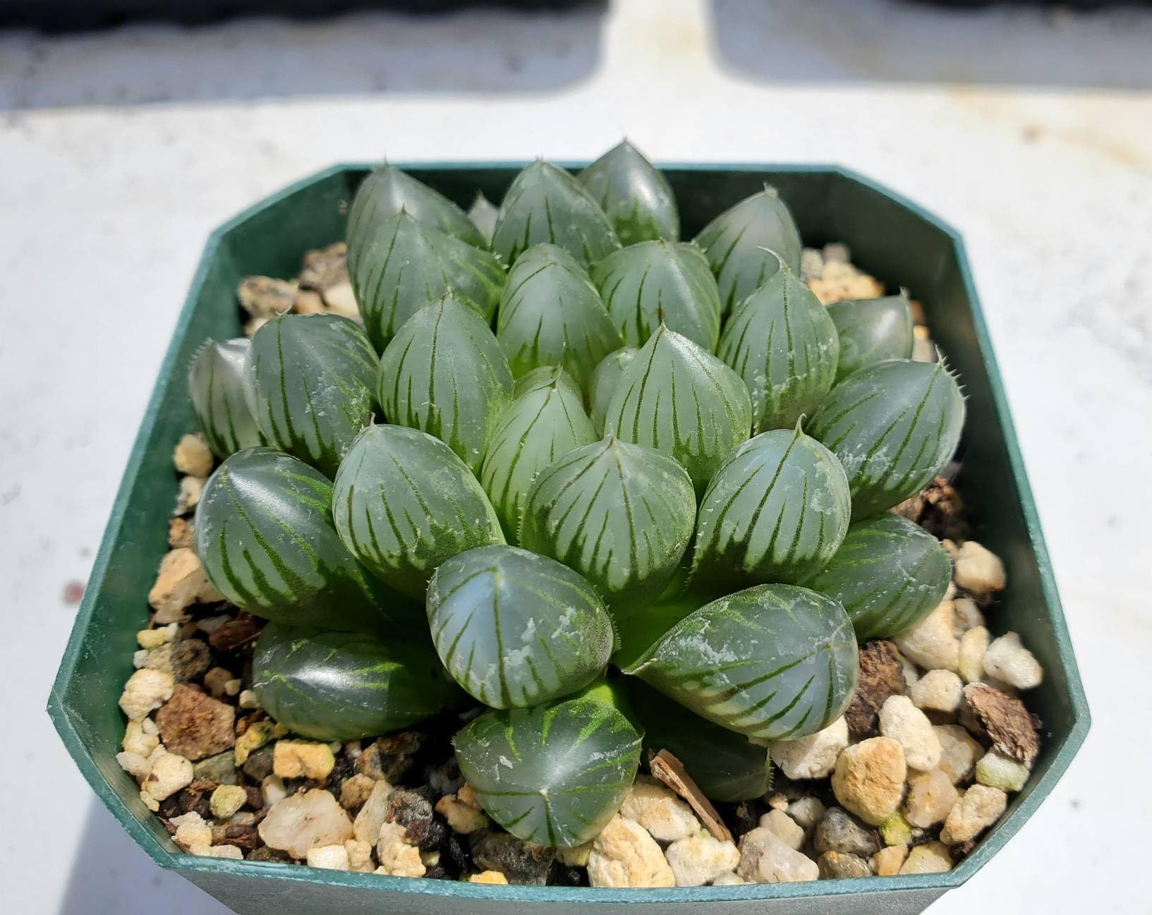 M.D. FARM AND NURSERY | Succulent Plants|Haworthia cooperi Live Plant with pots (B0CK4R6XZN) Amazon Price History, Amazon Price Tracker