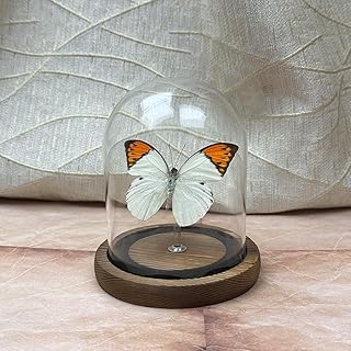Glass Taxidermy Butterfly Specimen Shadow Box, Butterfly Gifts for Women...