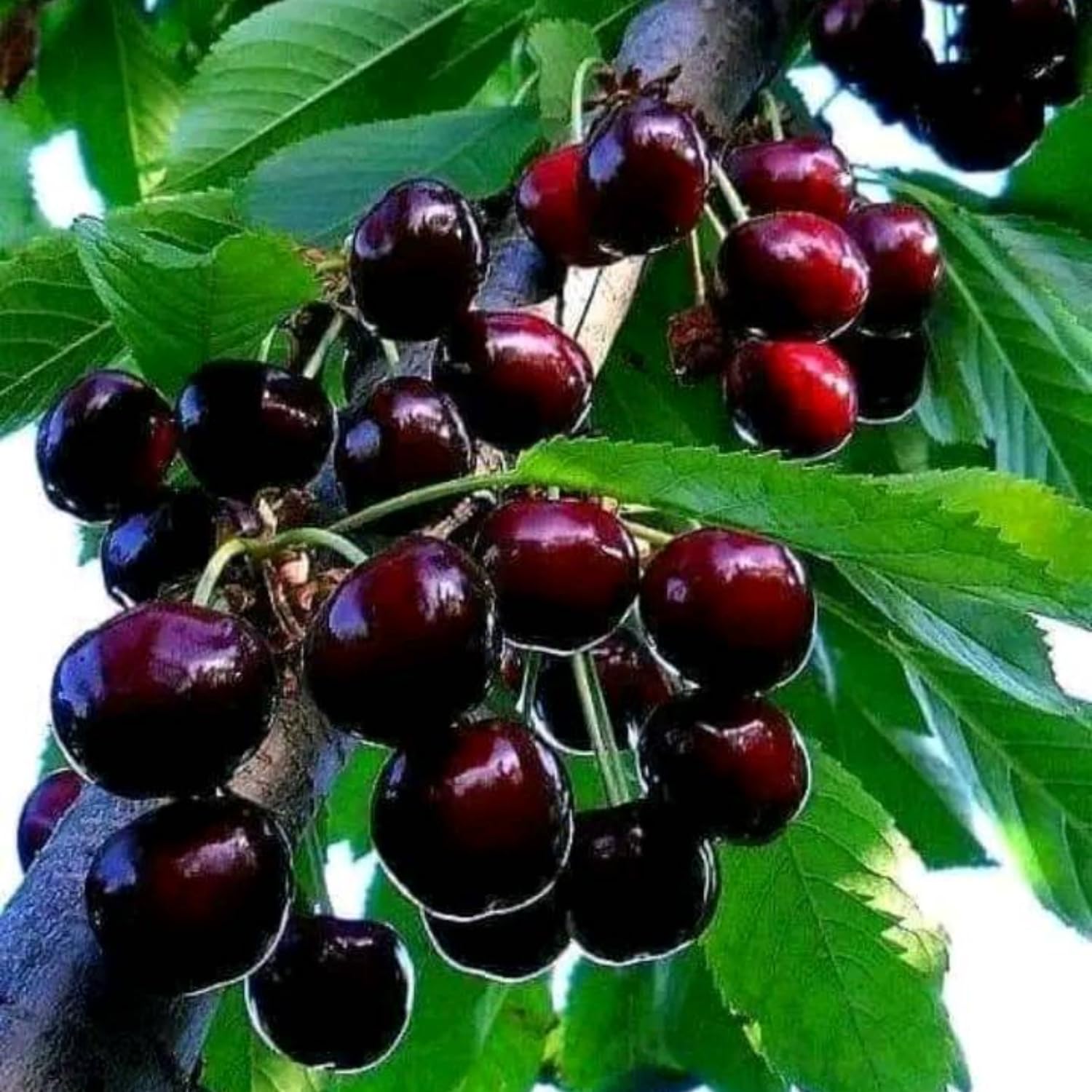 Wild Black Cherry Trees Live Plant 12-18