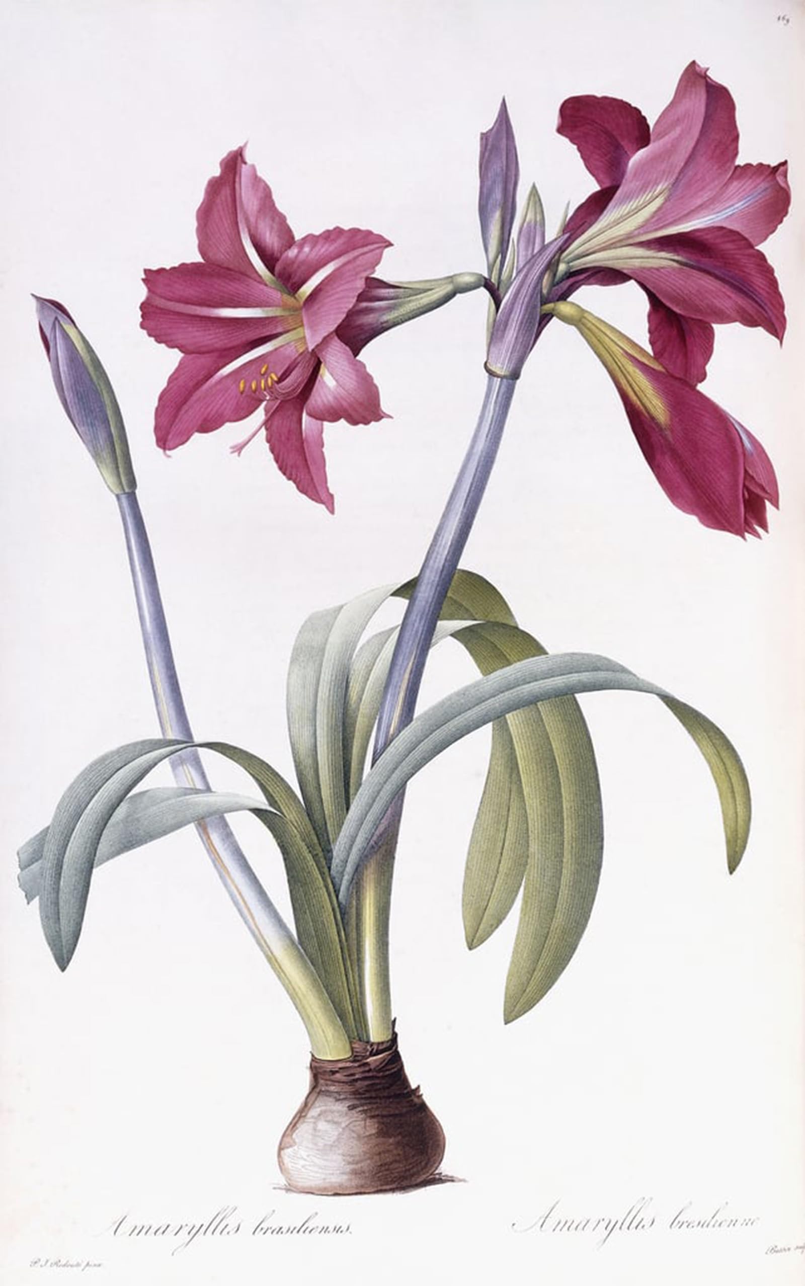 POSTERIIk Famous Modern Artwork Art Mural Amaryllis Brasiliensis by Pierre Redouté Oil Paintings Pictures for Home Decor 60x90cm