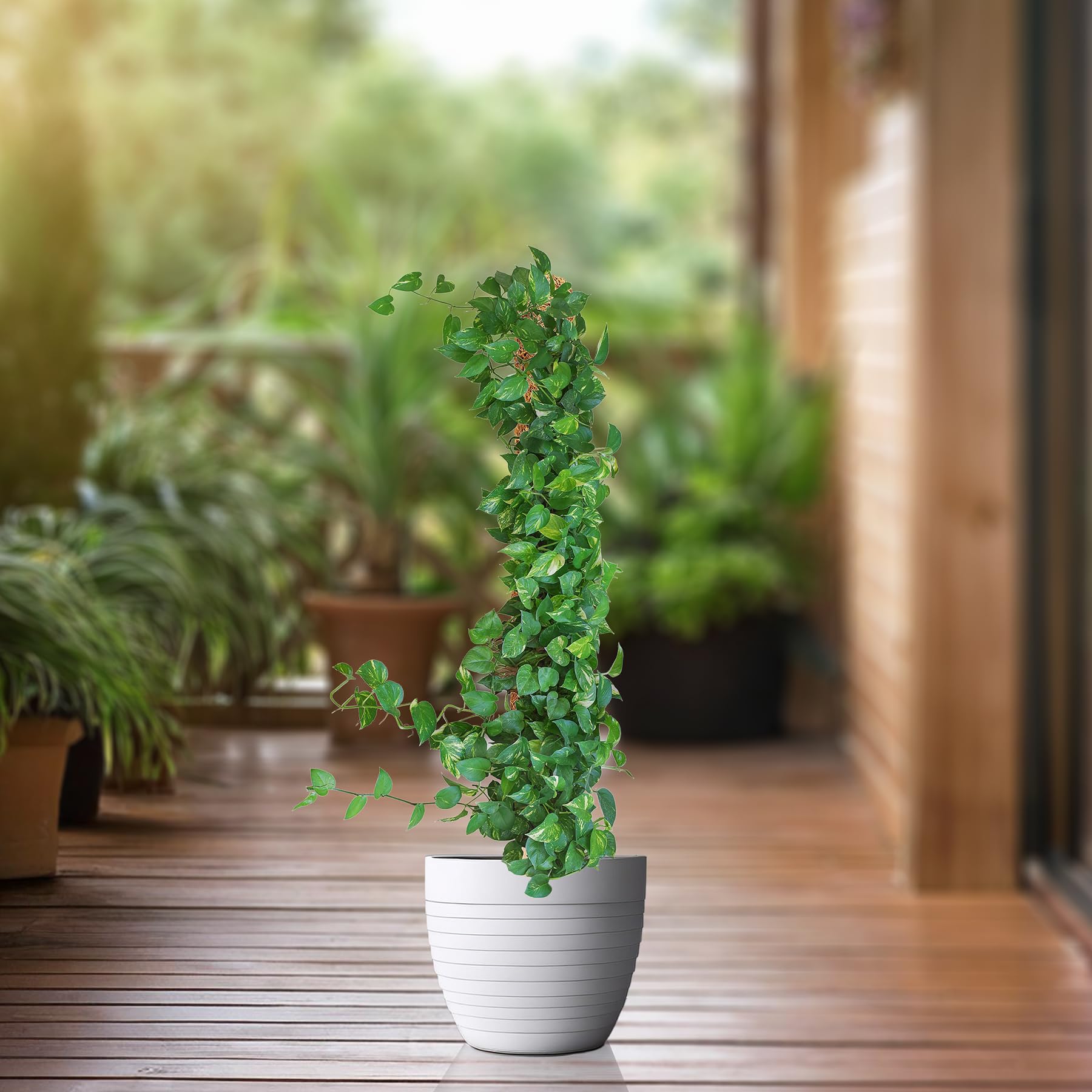 La cordeline - Lote de 2 tutores de Plantas trepadoras (60 cm, Soporte de Coco Natural, extensión Tutor para Monstera, jardín, Planta casera, marrón