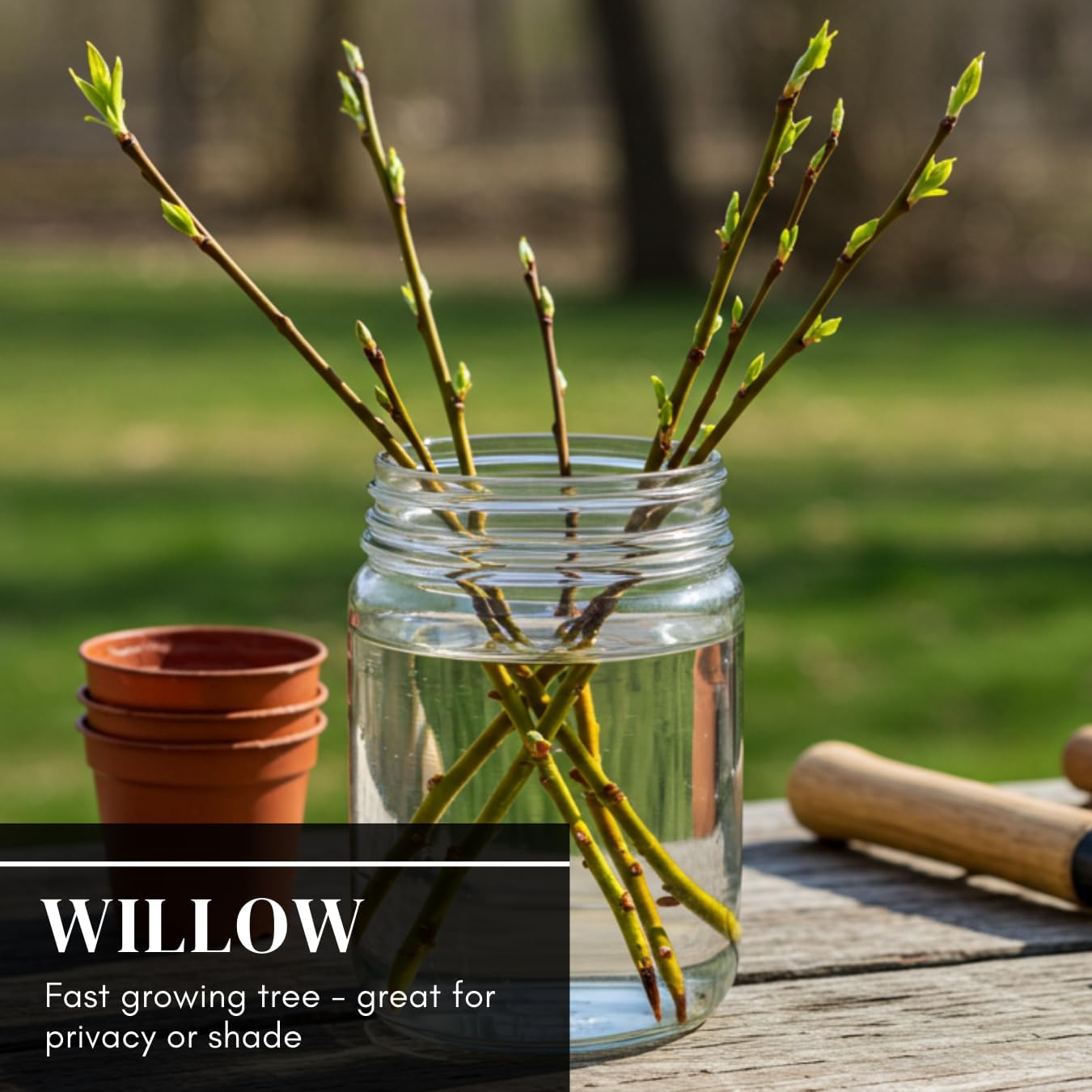 24 Jumbo Hybrid Willow Tree Cuttings - Approx 10 inches Tall, 5/8 in- 1+ Inch Thick Root Stock - Fast Privacy Shade Trees - Easy to Grow