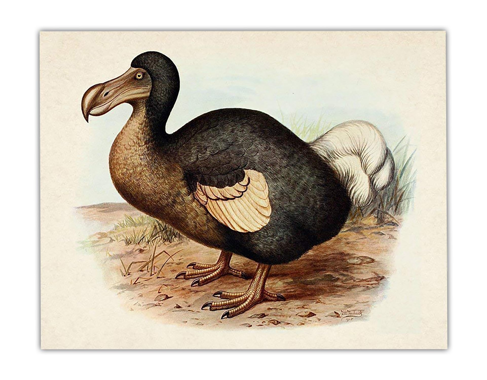 Amazon.com: Dodo Bird – Vintage Animal Poster, Extinct Bird
