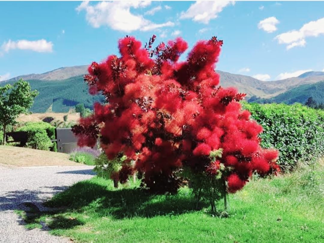 smoke tree plant Dwarf Purple Smokebush 'Velveteeny™'