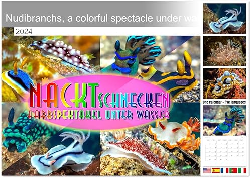 Nudibranchs, un colorido espectáculo bajo el agua (calendario mensual de pared 2022 11.4 x 16.1 in (abierto))
