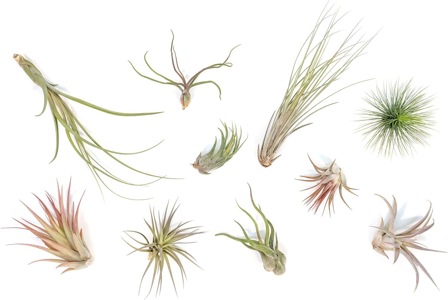 Air Plant Shop 10 Pack Small Air Plant Variety Pack- Wholesale and Bulk - Succulents - Live Tillandsia - Easy Care Indoor and Outdoor House Plants