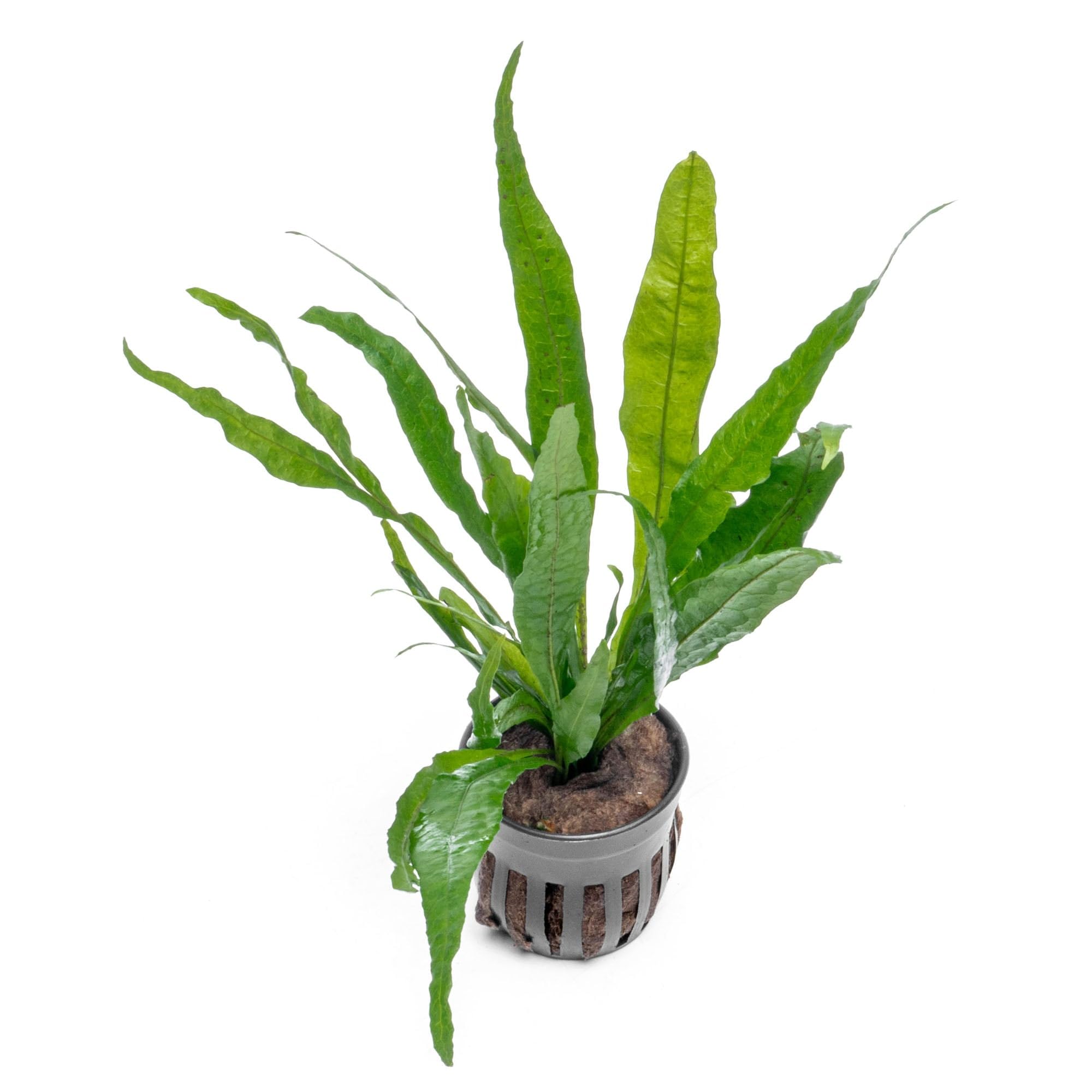 Live Plants - Microsorum Pteropus ‘Narrow’ (Microsorum pteropus) - Low to Medium Light, Deep Green Accent Aquatic Epiphytic Plant, Midground to Background Placement - Pot, 1 Pack