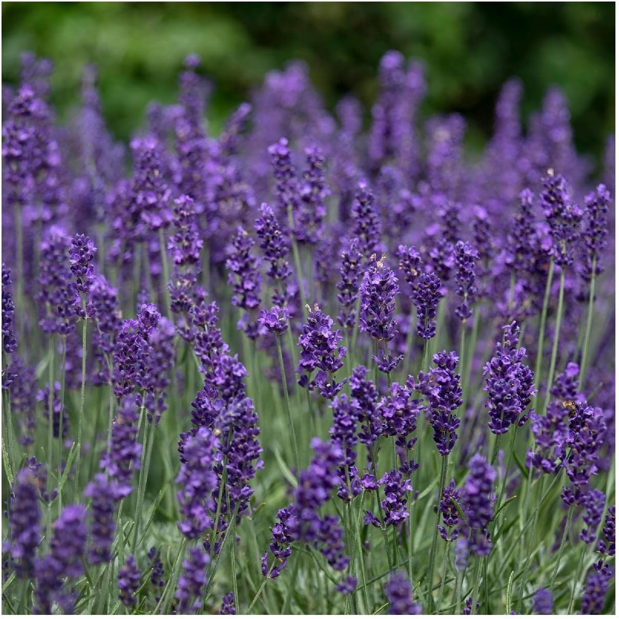Everwilde Farms - 1/4 Lb Vera Lavender Herb Seeds - Gold Vault