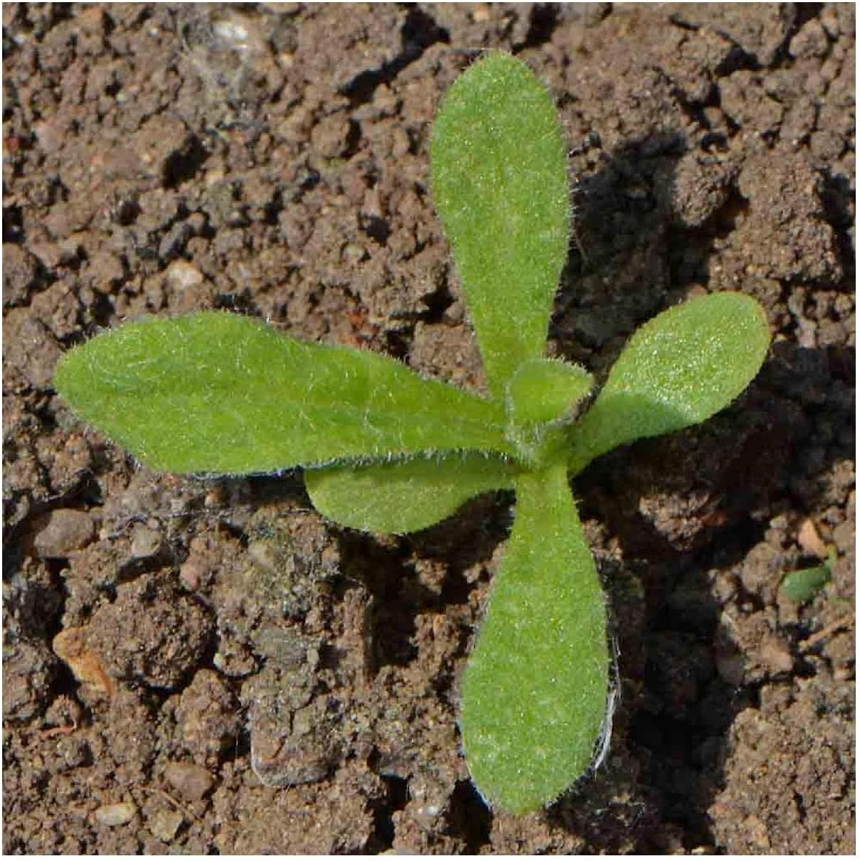 Everwilde Farms - 1/4 Lb Strawflower Wildflower Seeds - Gold Vault