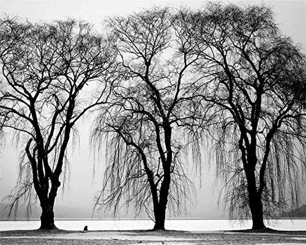 Wallpaper Modern Black and White Tree Lake TV Background Wall Living Room Bedroom Mural 3D Wallpaper Grey Wall Sticker Border self Adhesive Brick Bathroom Silver Bedroom Borders glitter-400cm×280cm
