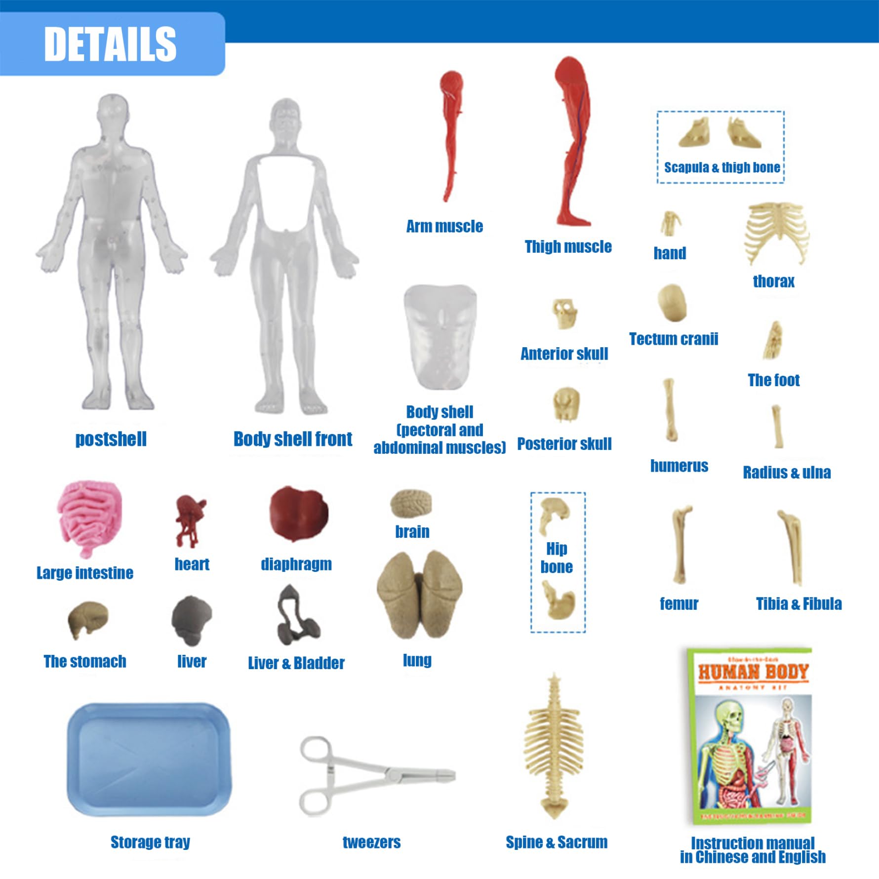 Modelo de Cuerpo Humano para niños, Modelo de anatomía Humana Realista Que Brilla en la Oscuridad, Cuerpo Desmontable de Bricolaje, anatomía educativa para Regalos de niños