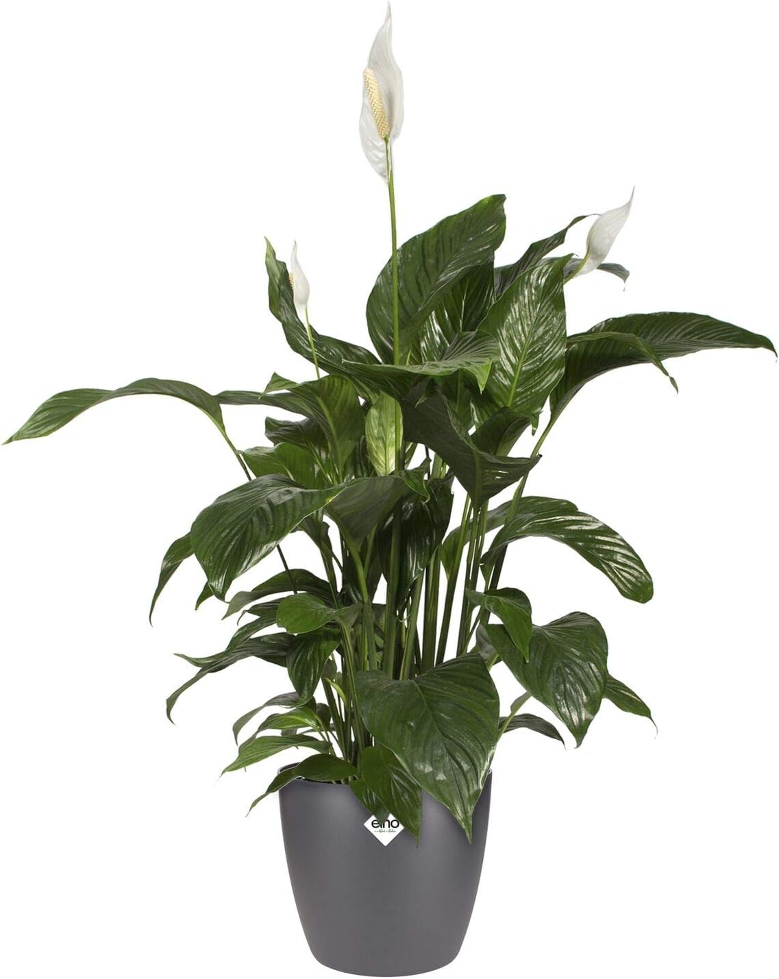 elho Brussels Round 18 - Flower Pot for Indoor - 100% recycled plastic - diameter 18.3 x H 16.8 cm - Black/Anthracite - Image 5