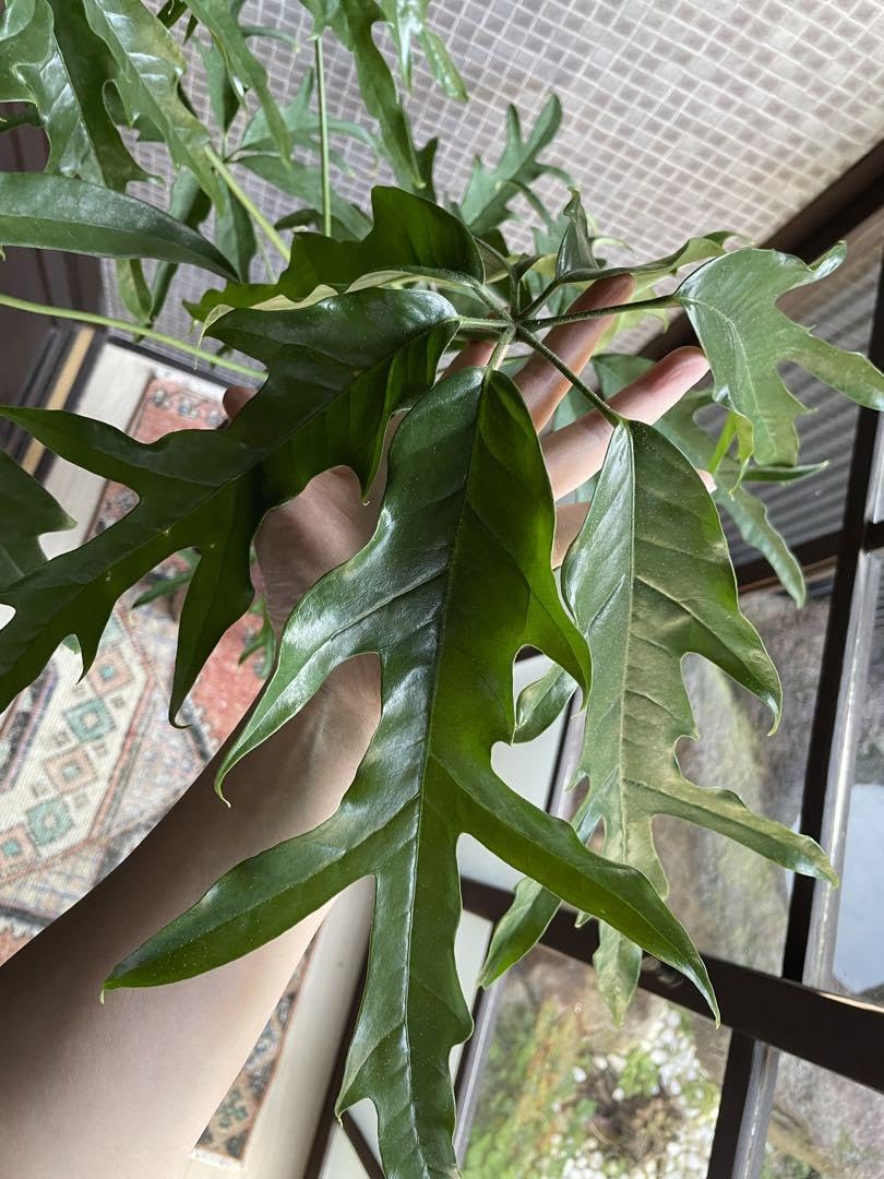 Amazon.co.jp: シェフレラ ノヴァ 6号 大型 室内 観葉植物 : ホーム