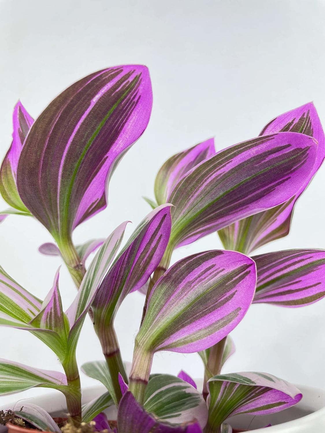 Bumble Plants Tradescantia Bubblegum Lilac [Shipped in Potted Nursery Pot]