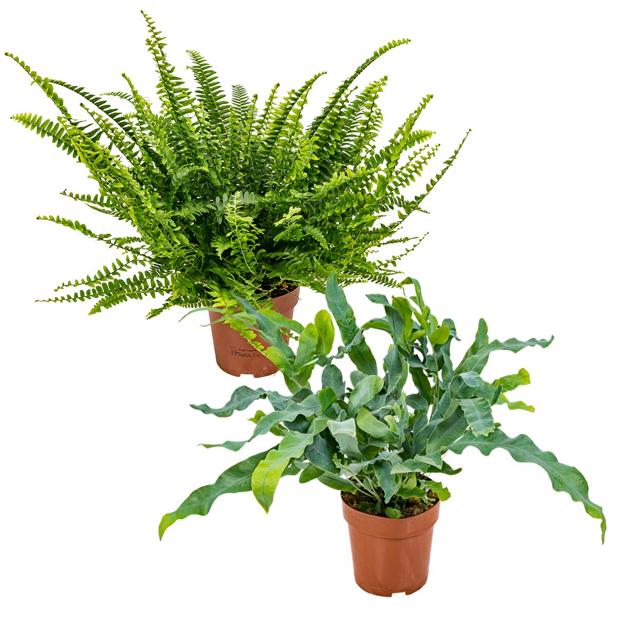 Bloomique - 2x Zimmerfarn - Nephrolepis Green Lady - Phlebodium Blue Star - Schwertfarn - Blaufarn - Zimmerpflanzen - Luftreinigend - Tierfreundlich - Höhe 20-30 cm - Topf 12 cm
