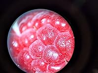 Review Image by Dare2Dream Dare2Dream