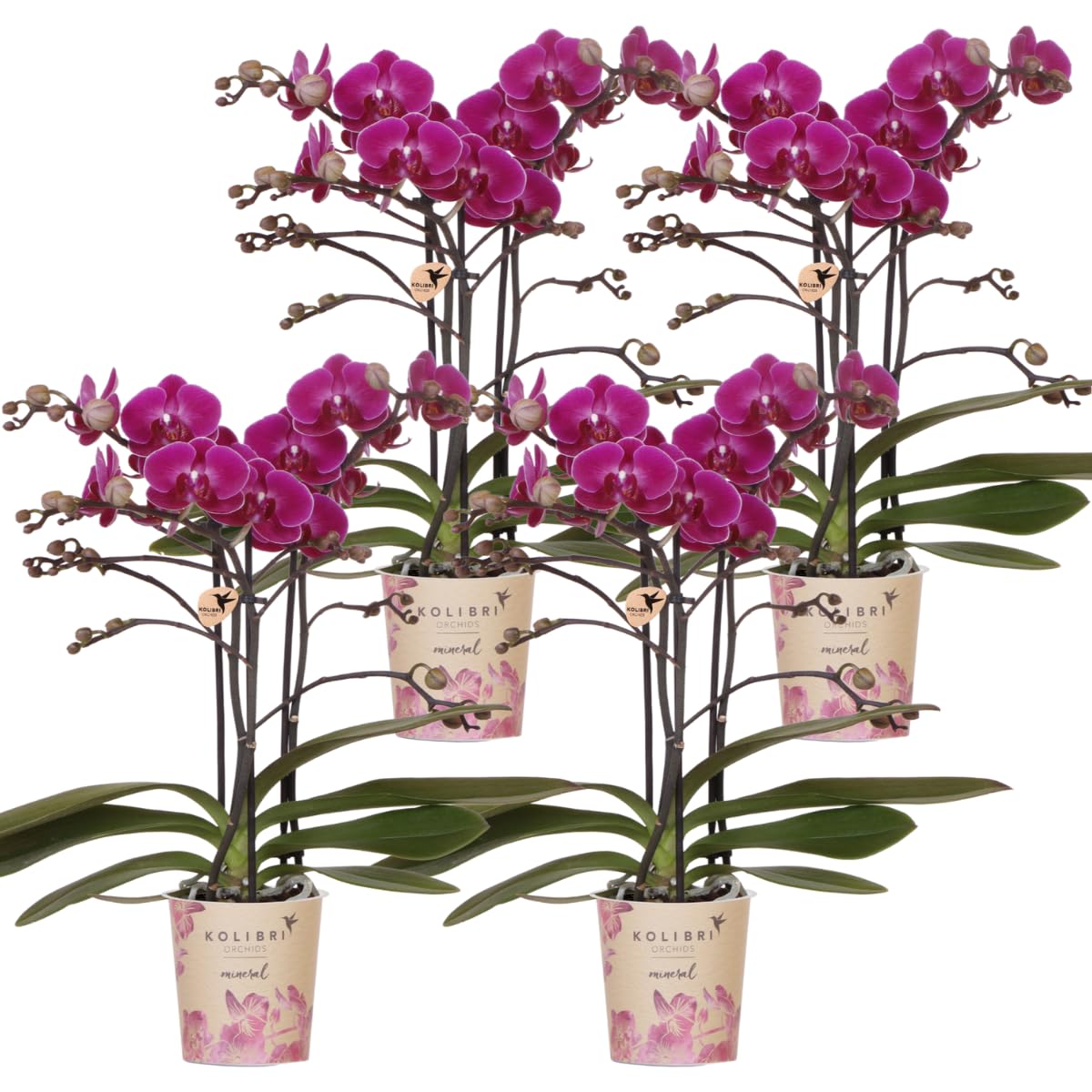 Kolibri Storczyki | COMBI DEAL z 4 fioletowych storczyków phalaenopsis - Morelia - wielkość doniczki Ø9cm | kwitnąca roślina doniczkowa - świeża od hodowcy