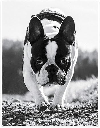 Amazon Co Jp 毛布ぬいぐるみソファベッドはかわいいフレンチブルドッグブラックホワイトを投げる152cm X 130cm ホーム キッチン