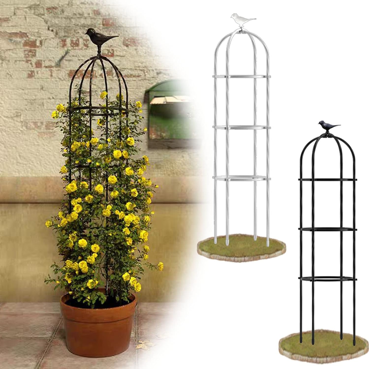 モンステラ エスケレート 5号ポット 楽天市場】観葉植物 モンステラ モンステラ エスケレート 5号ポット 楽天市場】観葉植物 モンステラ