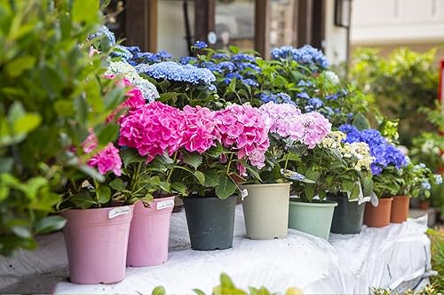Miniatura 4 de Más de 100 semillas de hortensias mixtas para plantar hortensias macrophylla hortensia gigante de bola de nieve arbusto de crecimiento rápido,
