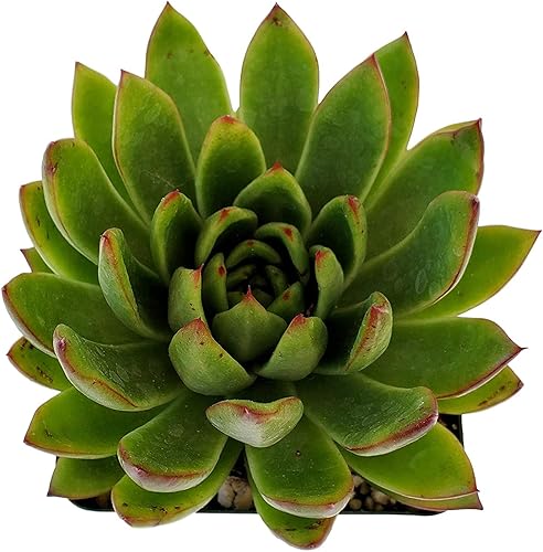 Miniatura 2 de Planta suculenta de lápiz labial Echeveria Agavoides verde y rojo vivo  Impresionante roseta tolerante a la sequía para interiores y exteriores