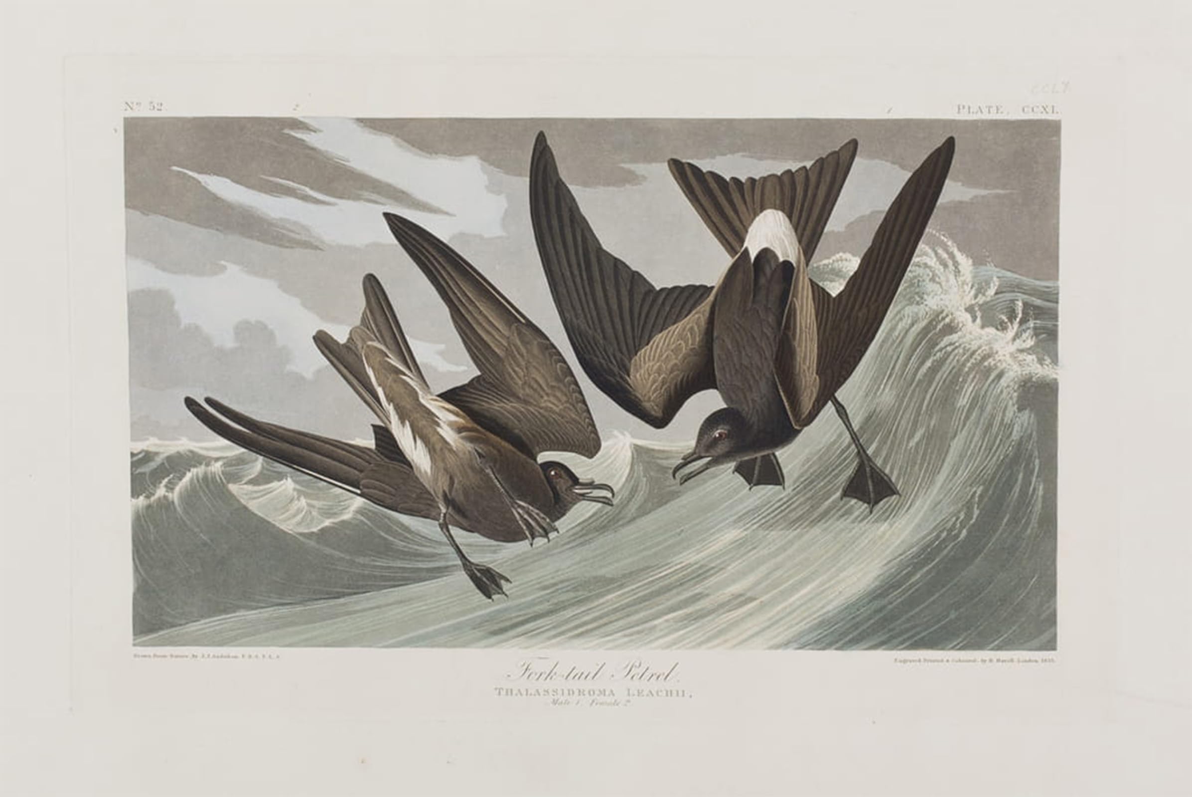 SERENDIPITP Vintage Wall Art Canvas Nordic Poster Canvas Print Picture Illustration From birds of America by John Jamess Audubon Wall Art Poster for Home Decor 60x90cm