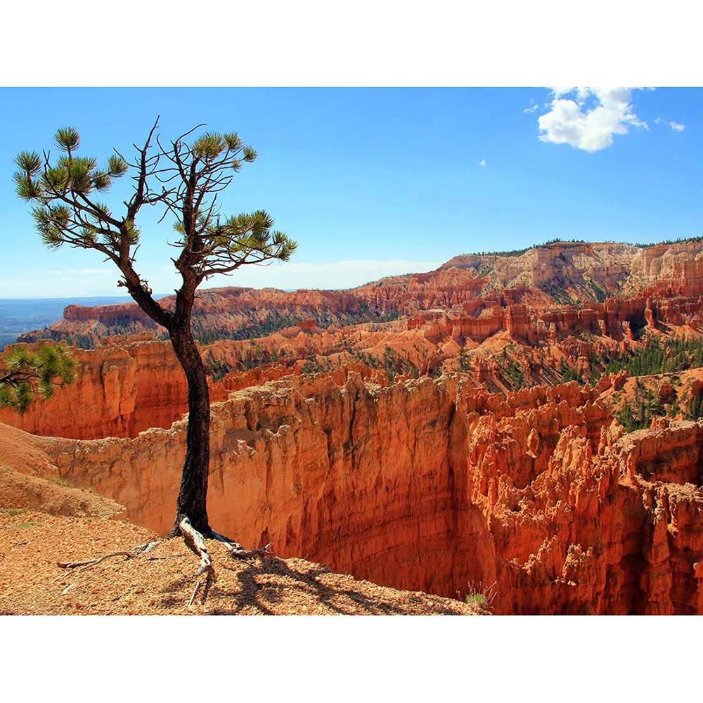 Wee Blue Coo Bryce Canyon Utah USA Landscape Art Print Poster Wall Decor 12X16 Inch