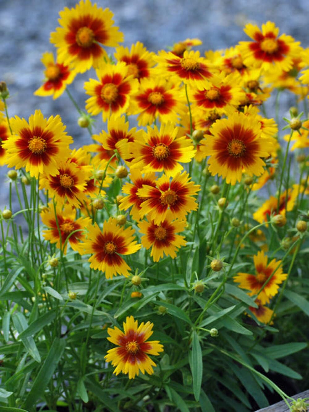 Coreopsis Gold and Bronze