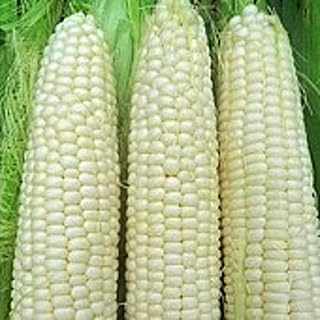 50 Seeds Hickory King Corn Seeds (More Heirloom Organic Non GMO Vegetable Fruit Herb Flower Garden Seeds)