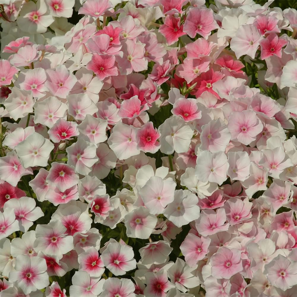 Phlox drummondii Blushing Bride Seeds β Soft Pink & White Bicolour Flowers β Compact Summer Bedding Plant β Half Hardy Annual β for Your Beautiful Garden