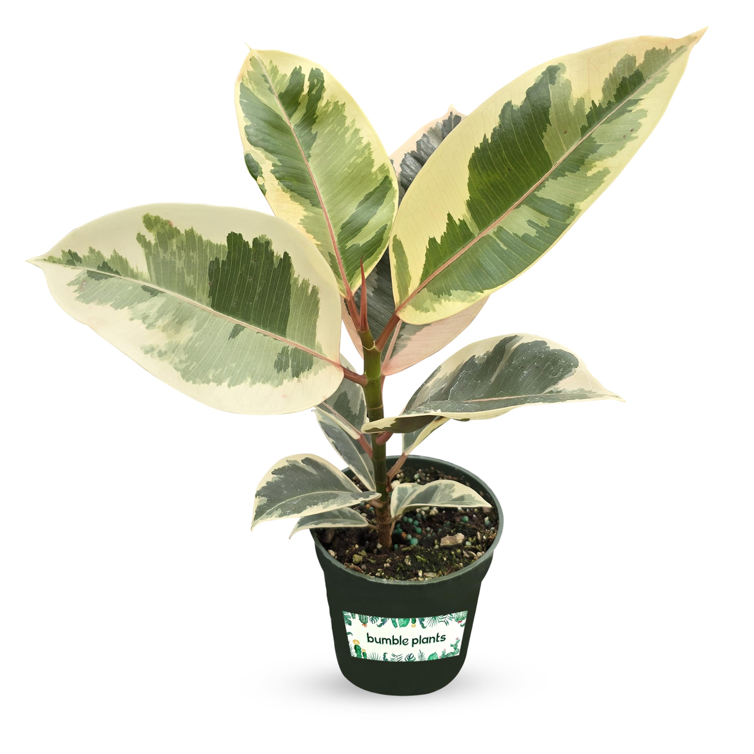 Bumble Plants Ficus Tineke