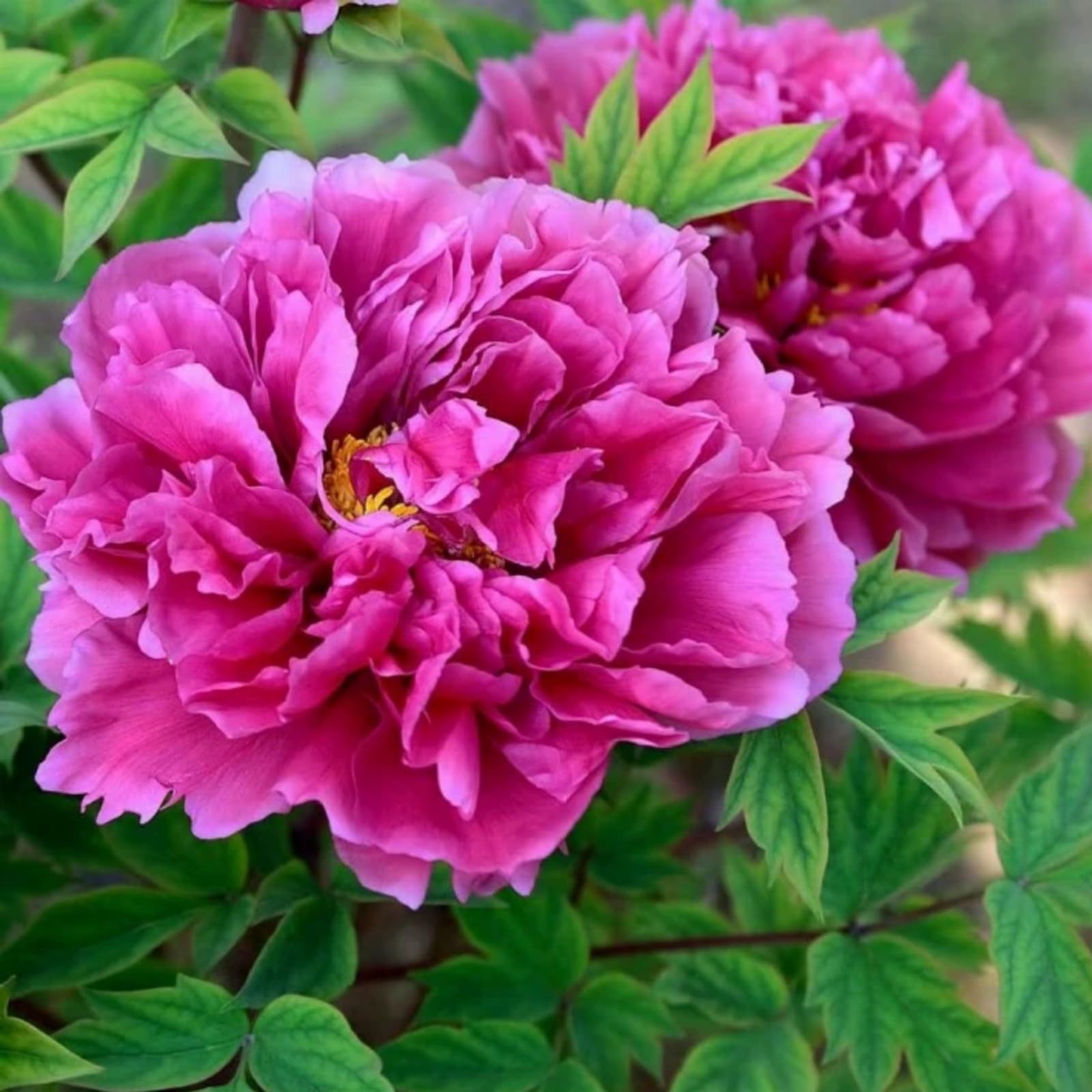 Peony Bulbs for Planting Now UK,Plant Bulbs, Good for Containers,Golden Jade Carving, Natural Organic/Wedding Flowers-5bulbs-I
